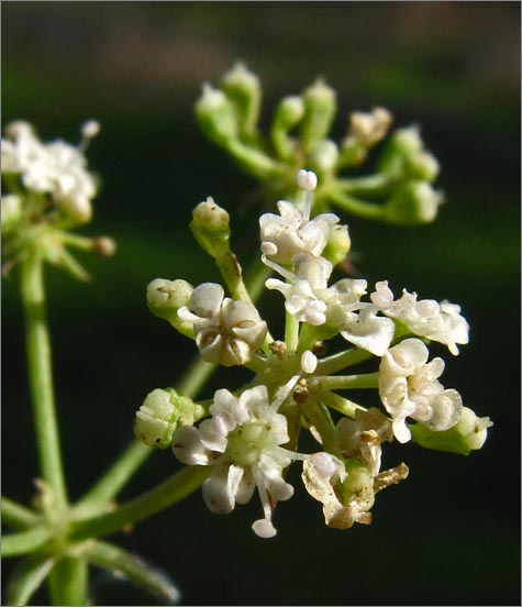 sm 829.jpg - Larger Bishop’s Weed (Ammi majus): A native of Eurasia which is in the Parsley family.